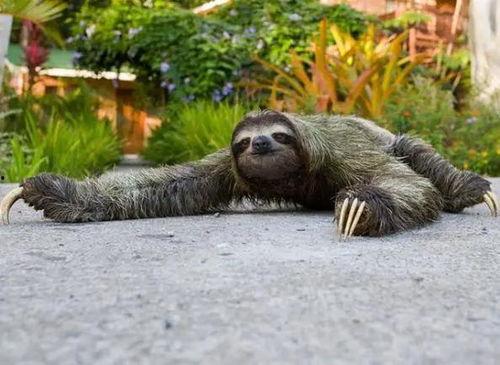 学生模仿动物吃瓜