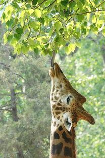 长颈鹿吃树瓜,揭秘它们如何享用树瓜