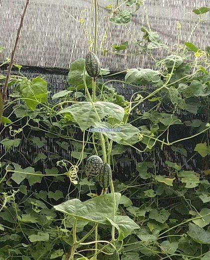 绵阳吃瓜好玩吗,吃瓜玩乐两不误