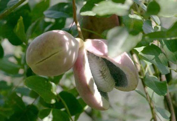 女人梦见摘野生八月瓜吃,女性摘食野生八月瓜的神秘体验