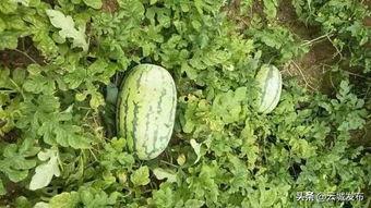 塔子山吃瓜,畅享清凉，品味生活