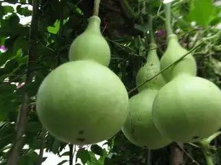 溪溪吃瓜,揭秘娱乐圈的甜蜜与苦涩