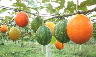 长吊瓜可以吃吗,美味可口的天然食材探索