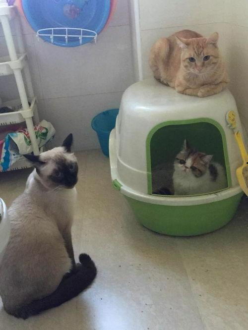 二蛋妈吃瓜,揭秘娱乐圈背后的那些事儿