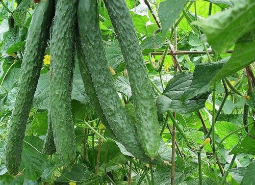 青豆吃瓜,揭秘娱乐圈背后的秘密与八卦