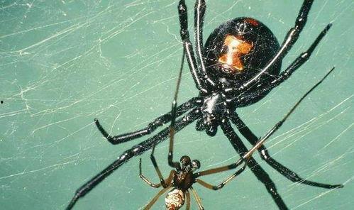 大蜘蛛吃瓜视频,揭秘神秘生物的趣味食性