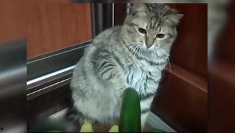 吃瓜仙女猫,揭秘猫咪界的“八卦女王”